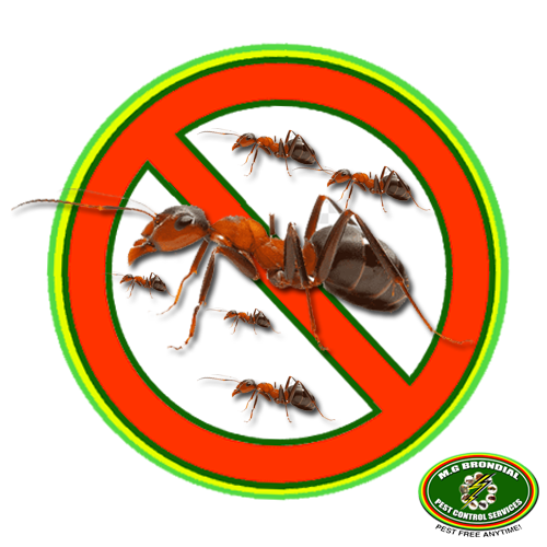 Ant Control Pest Control With license in Quezon City