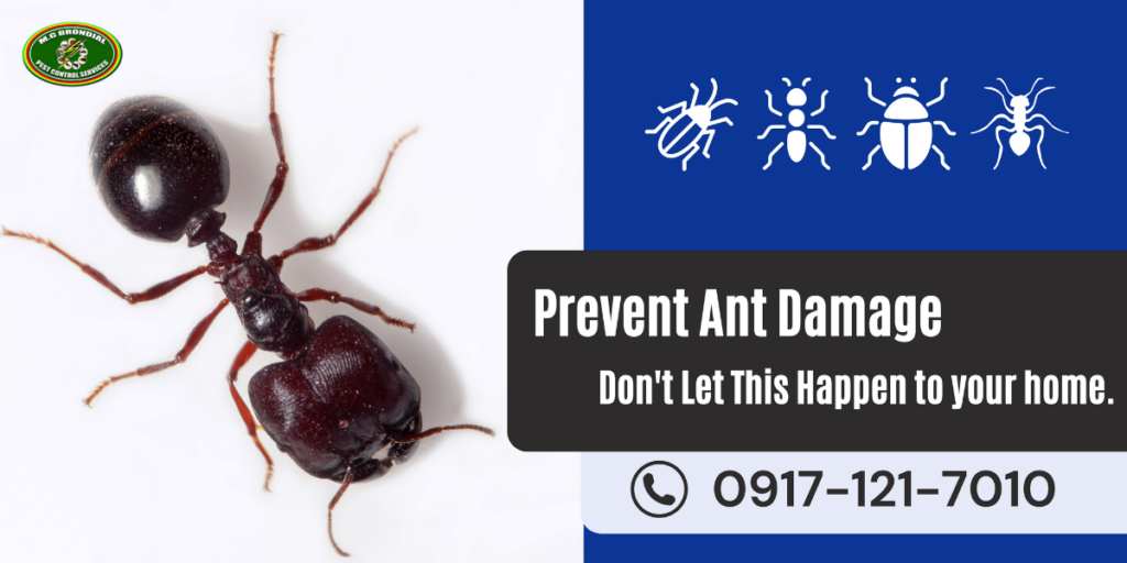 Ant Control mgbrondial