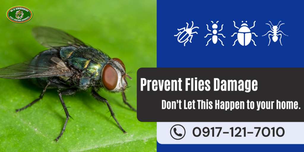 Flies Control mgbrondial
