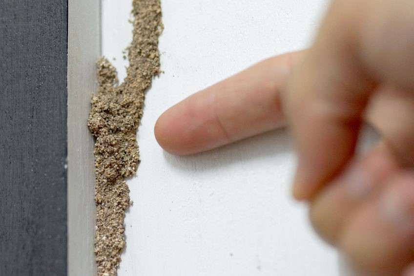 Termites Build Homes