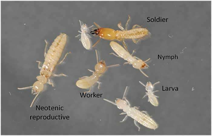 Types of termites