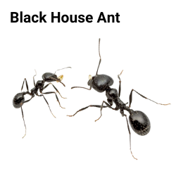 black house ant