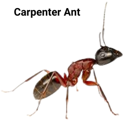 carpenter ant