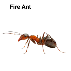 fire ant