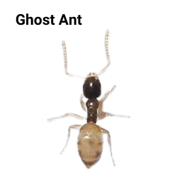 ghost ant