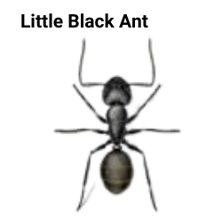 little black ant