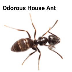 odorous house ant