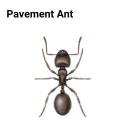 pavement ant