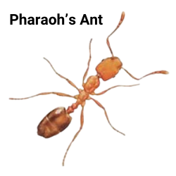 pharaoh ant