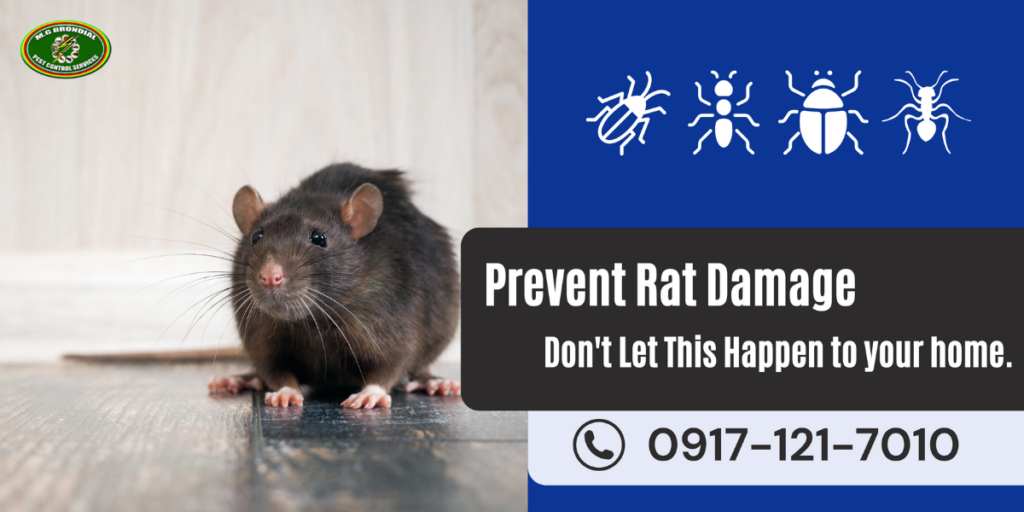 rat control mgbrondial