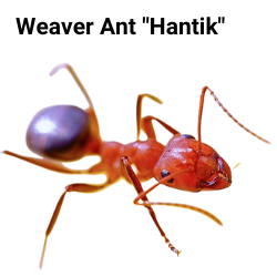 weaver ant