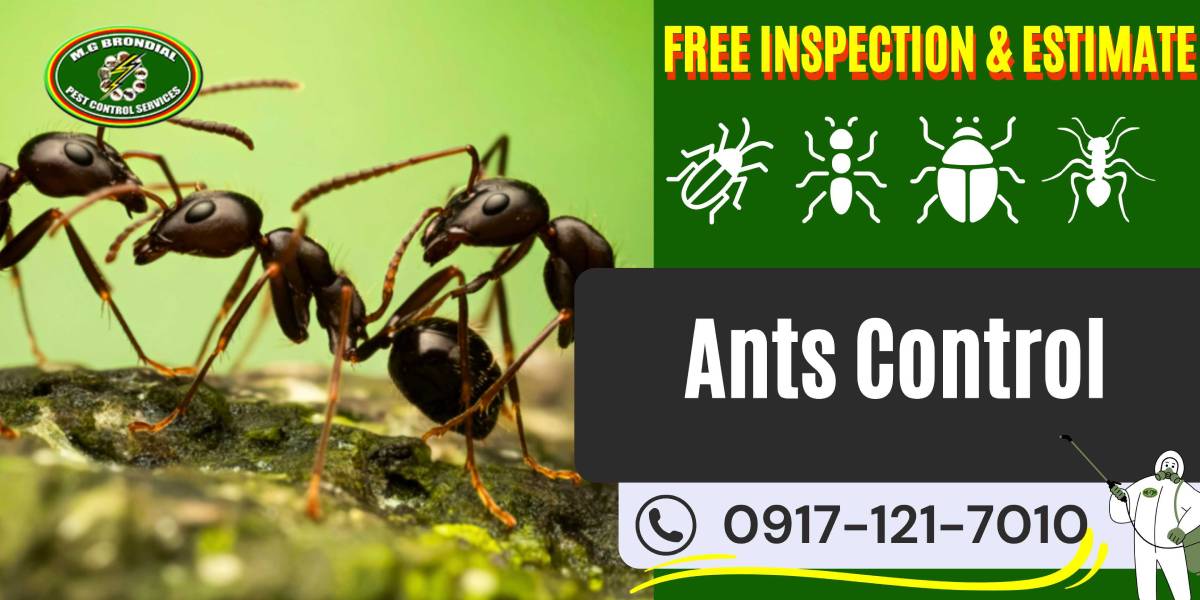 Ants Control