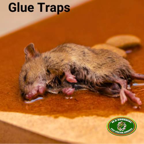glue traps mgbrondial