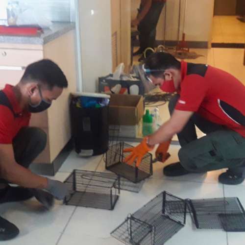 rat control 1 mgbrondial pest control