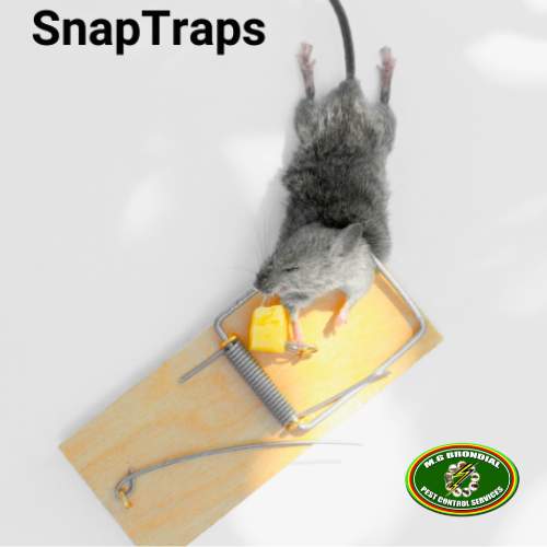 snap traps mgbrondial
